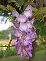 紫藤 Wisteria sinensis -香港大埔海濱公園 Taipo Waterfront Park, Hong Kong- (9198147705)