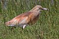 090504-squacco-heron-at-KAlloni-salt-pans