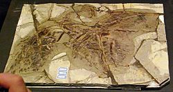 Archivo:Anchiornis huxleyi (fossil)