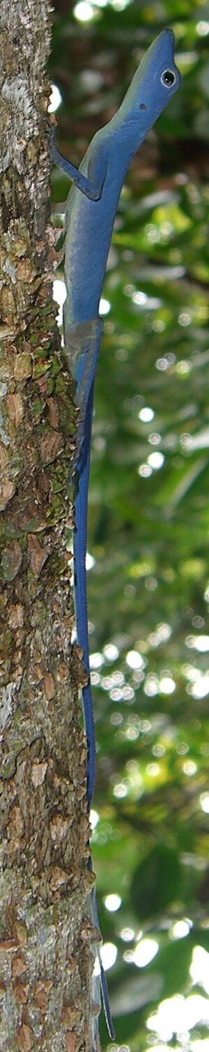 Archivo:Anolis gorgonae