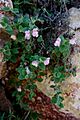 Antirrhinum hispanicum82