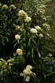 Backhousia citriodora (1)