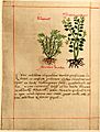 Badianus murmur ventris