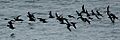 BlackStormPetrels