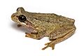 Brown Tree Frog 2