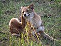 Canis aureus Pench & Kanha 3