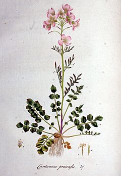 Archivo:Cardamine pratensis — Flora Batava — Volume v1