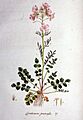 Cardamine pratensis — Flora Batava — Volume v1