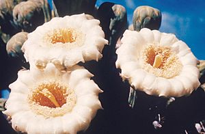 Archivo:Carnegiea gigantea flowers