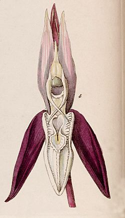 Catasetum laminatum - fig. 4, cut from Edwards vol 27 (NS 4) pl 4 (1841).jpg