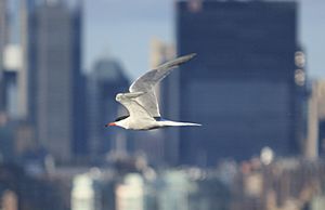 Archivo:Common tern in flight with Manhattan in the background