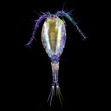 Copepod 2