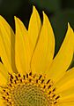 DeltoidBalsamroot1