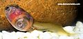 Developing internal organs of a tadpole
