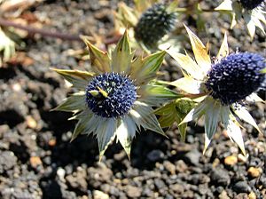 Archivo:Eryngium carlinae Irazu 2