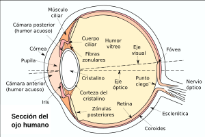 Archivo:Eyesection-es