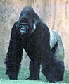 Flachlandgorilla