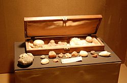 Archivo:Francisco Moreno stones La Plata Museum