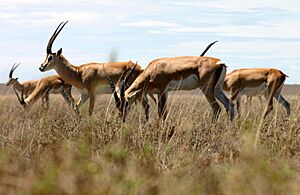 Archivo:Grant's-gazelle