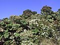 Gunnera insignis20020314 1