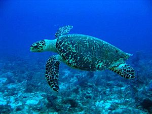 Archivo:Hawksbill Turtle