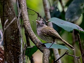 Hemitriccus flammulatus Flammulated Pygmy-Tyrant; Ramal do Noca, Rio Branco, Acre, Brazil.jpg