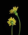 Hypochaeris radicata two flowers