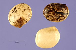 Archivo:Lupinus mutabilis seeds