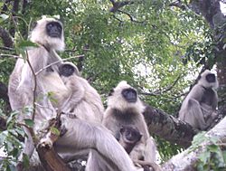 MNP Grey Langeurs family.JPG