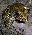 Mixophyes iteratus