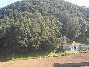 Archivo:Montaña de Cabezo Toro (San Cristóbal de La Laguna)