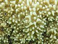 Montipora monasteriata, pólipos
