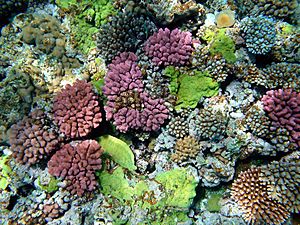 Archivo:Multy color corals