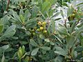 Myrica-gale-hunlig