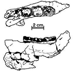 Nakalipithecus mandible.jpg