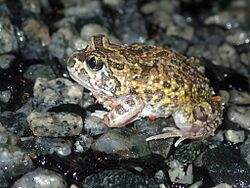 Neobatrachus pelobatoides.jpg