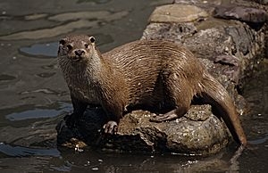 Archivo:Nutria 8. F. FOTO-ARDEIDAS