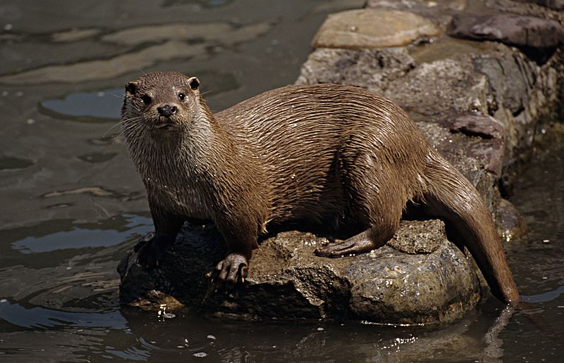 Nutria 8. F. FOTO-ARDEIDAS