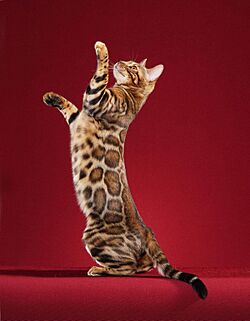 Paintedcats Red Star standing.jpg