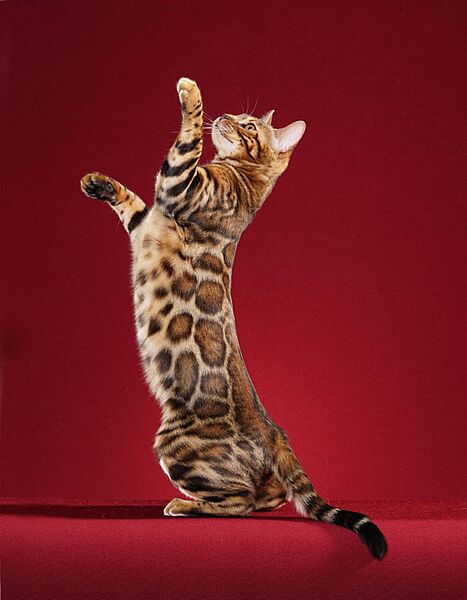 Paintedcats Red Star standing