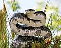 Pantherophis obsoletusPCCA20050508-7264B