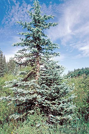 Archivo:Picea pungens USDA3