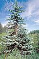 Picea pungens USDA3