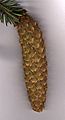 Picea sitchensis2