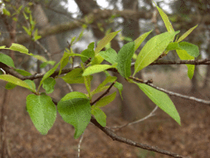 Archivo:Prunus angustifolia 3