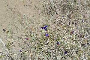 Archivo:Psorothamnus spinosus flower Anza Borrego