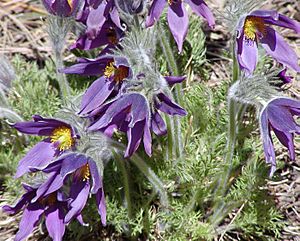 Archivo:Pulsatilla vulgaris-700px
