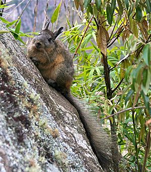 Archivo:Rodent on a rock in South America-8