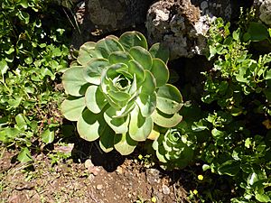 Archivo:Sanjora, Aeonium hierrense, El Hierro, Canarias, España