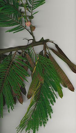 Starr 040925-9002 Leucaena diversifolia.jpg